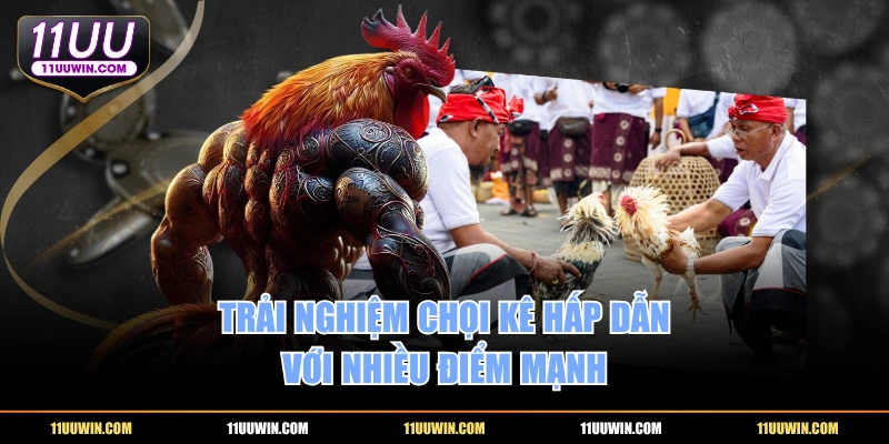 Trải nghiệm chọi kê hấp dẫn với nhiều điểm mạnh